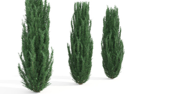 Download 33 Tree Models Free For Commercial Use Cg Channel